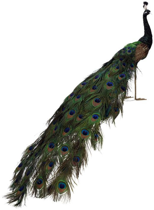 Elegant Peacock - 59 x 18 Inches