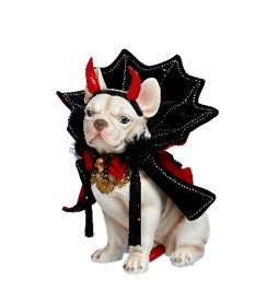 Bat Bull Dog - 16 Inches