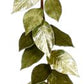 Shiny Magnolia Leaf Garland - 72 Inches (Set of 3)