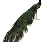 Elegant Peacock - 59 x 18 Inches