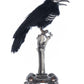 Crow on Skeleton Hand Perch